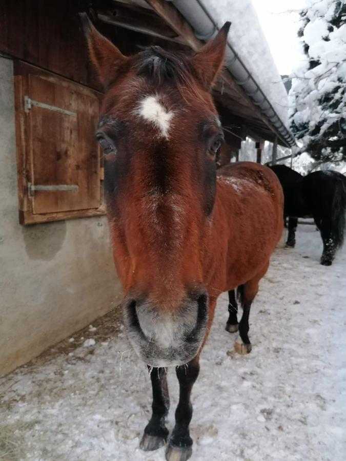 Bed and Breakfast Au Pre Des Chevaux Chateau-d'Oex Exteriér fotografie